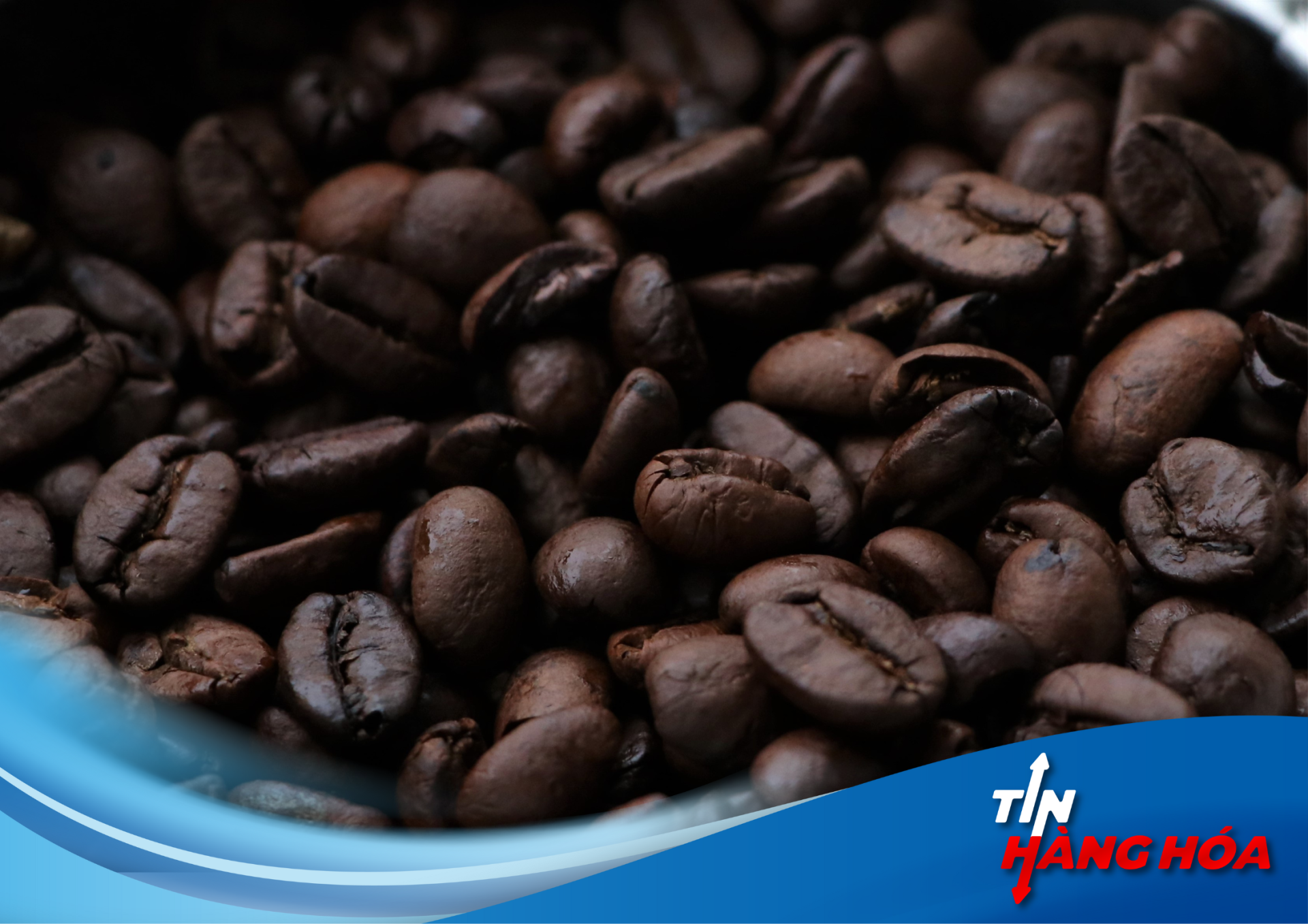 Gi&aacute; c&agrave; ph&ecirc; ng&agrave;y 31/8/2024: Robusta hồi phục mạnh mẽ, cơ hội s&aacute;ng cho c&agrave; ph&ecirc; Việt